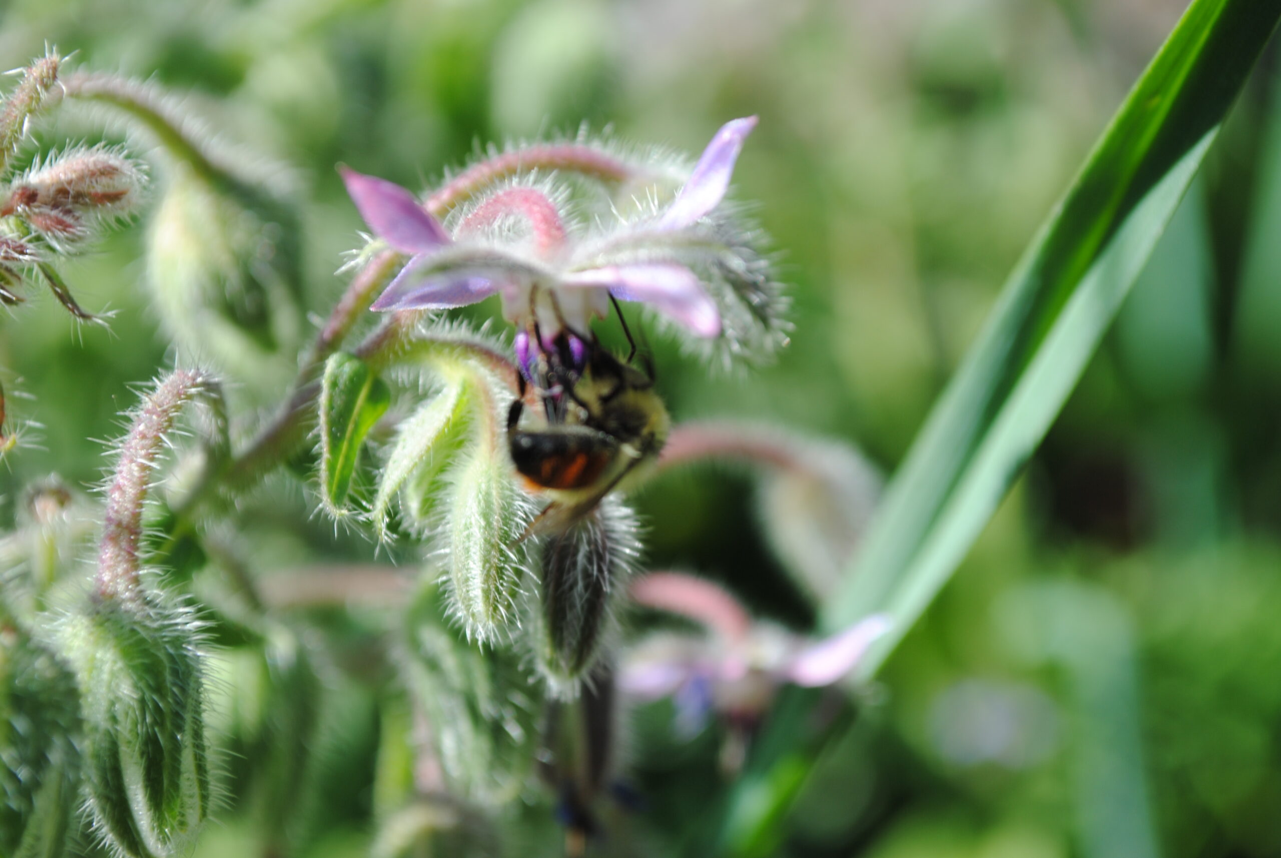 Borage officinalis