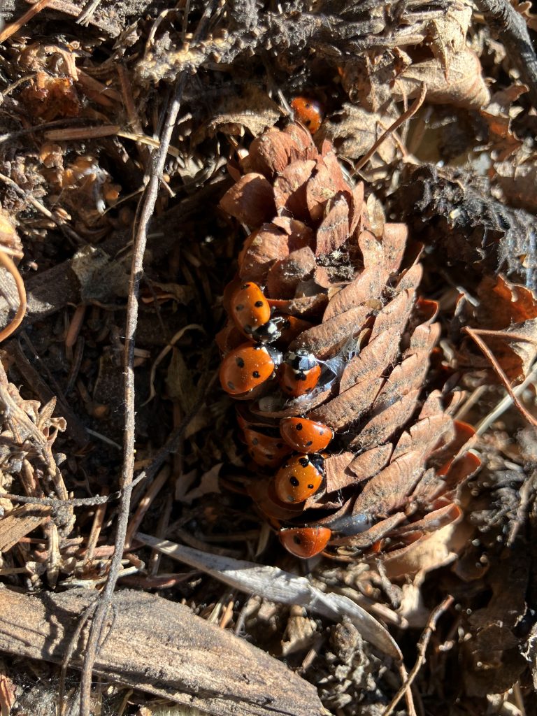 Spruce cone and Ladybug beetles