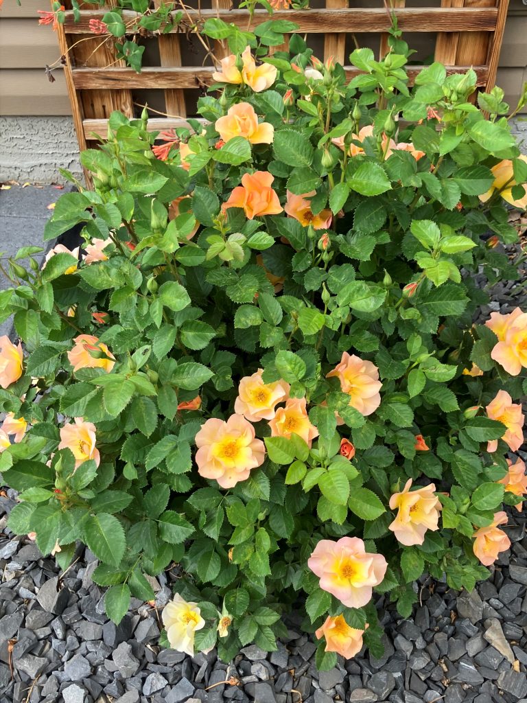 Morden Sunrise Rose in a mixed bed