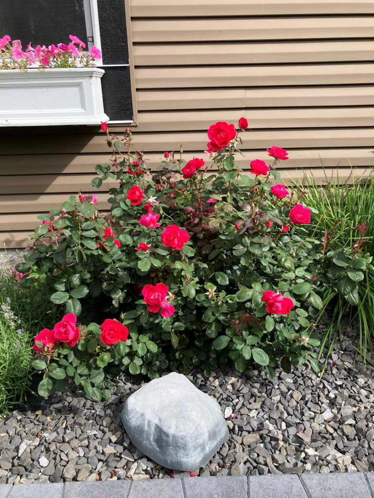Winnipeg Parks Rose in a mixed bed.