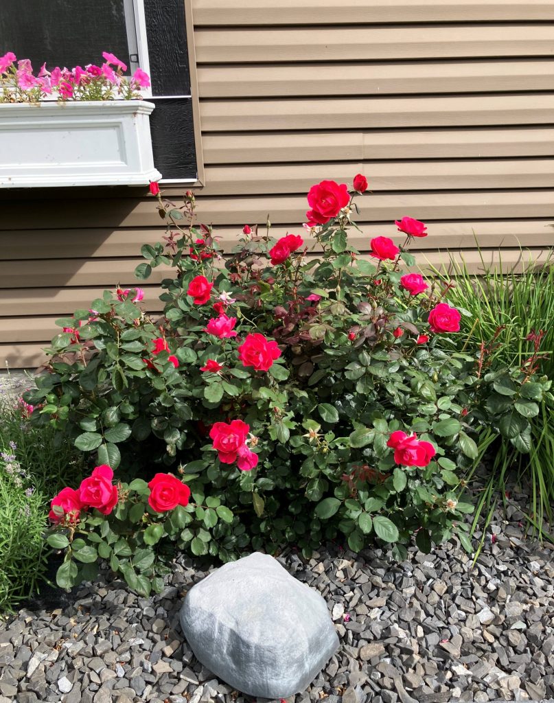 Winnipeg Parks Rose in a mixed bed.