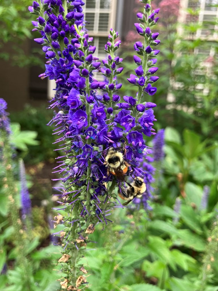 Sunny Border Blue Speedwell